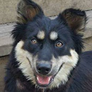 Dharma was adopted in September, 2015
